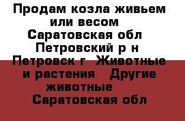Продам козла живьем или весом - Саратовская обл., Петровский р-н, Петровск г. Животные и растения » Другие животные   . Саратовская обл.